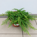 Borievka obyčajná (Juniperus communis ) ´GREEN CARPET´ - výška 5 cm Ø 20-30 cm, kont. C2L/C3L